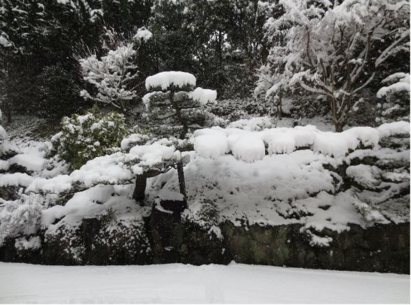 雪の松