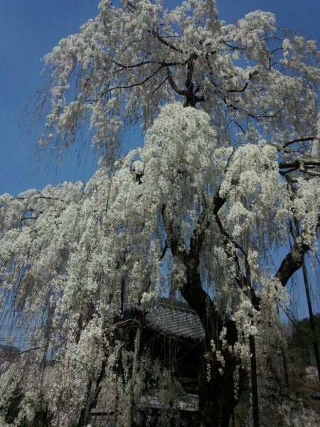 大野寺桜まつり♪