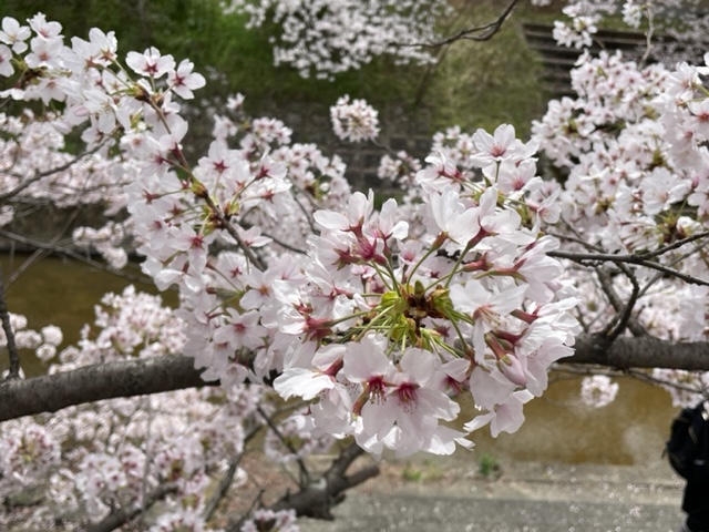 ご入学おめでとうございます。