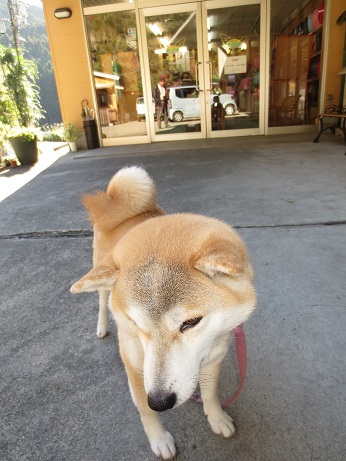 マスコット犬　チェリー　すっかり元気になりました。