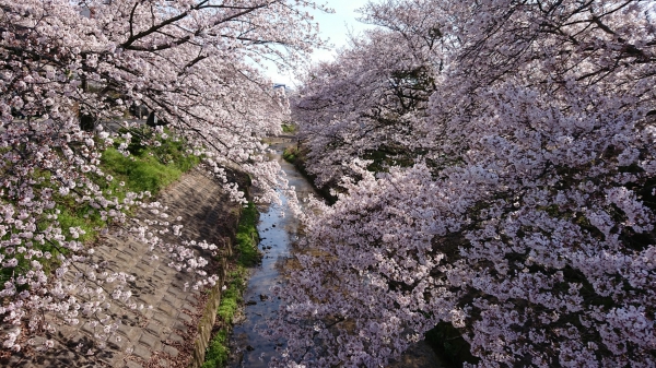 カザマランドセル 桜井本店