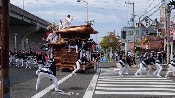 深井地区　だんじり祭り試験引き＼(^o^)／