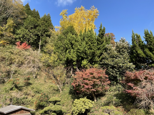 カザマランドセル 桜井本店