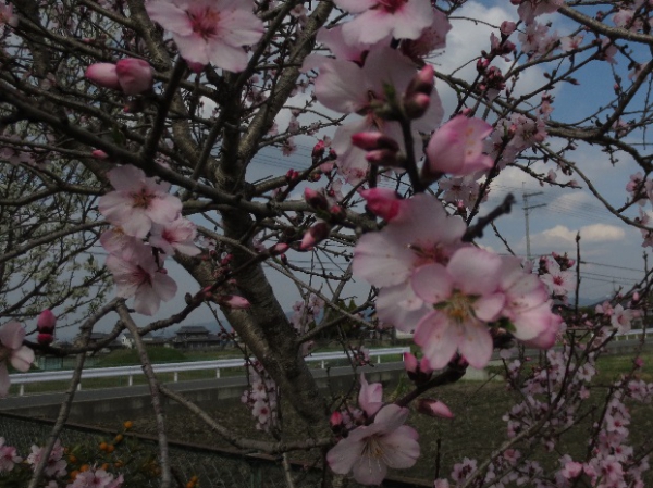 カザマランドセル 桜井本店