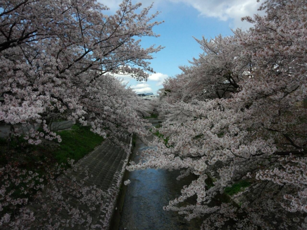 桜井市でお花見ヽ(*&gt;∀&lt;*)ﾉ